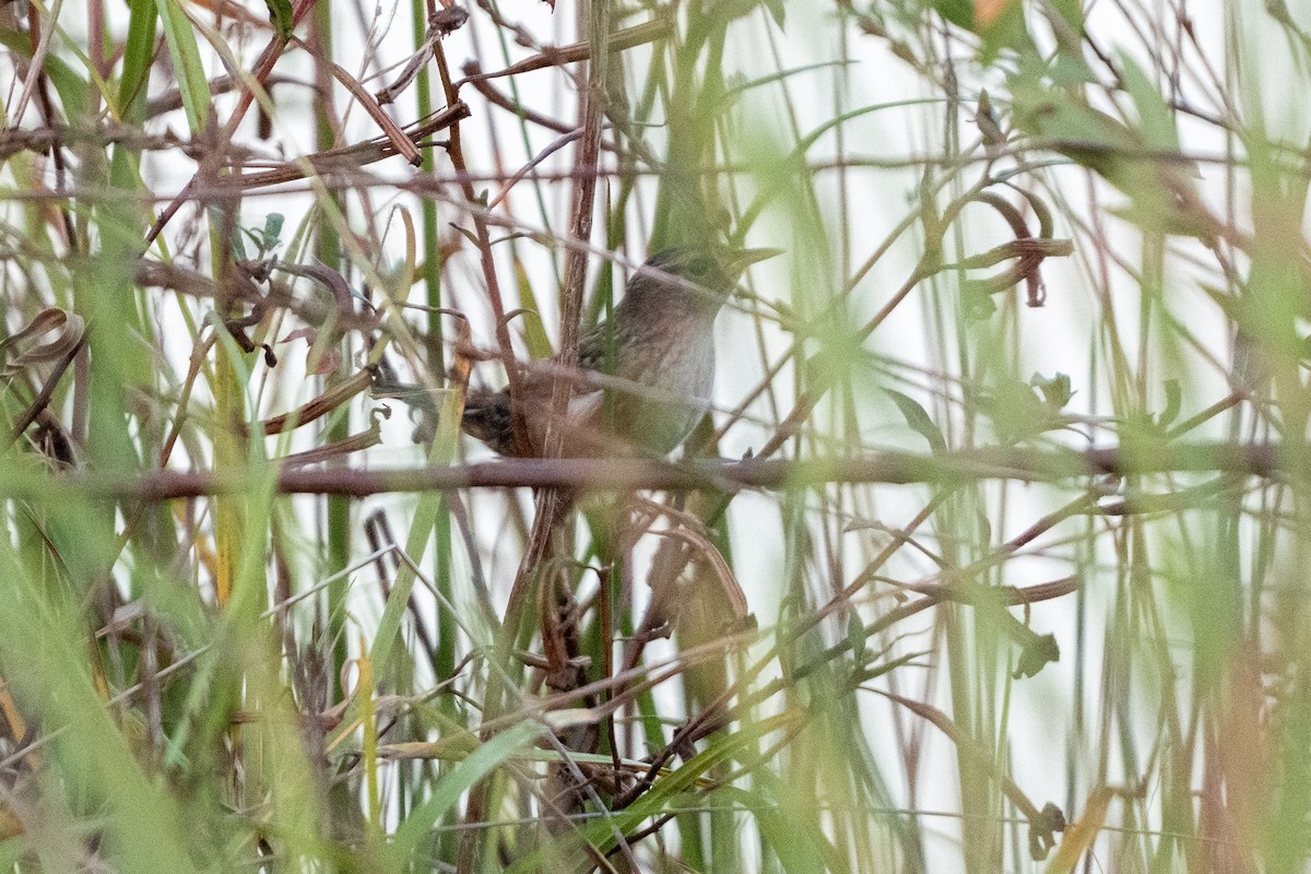 Sedge Wren - ML642836979