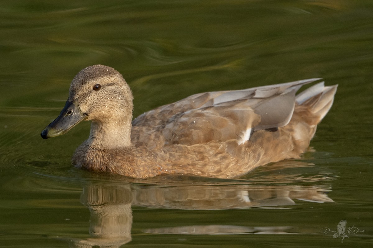 Mallard - ML642836995