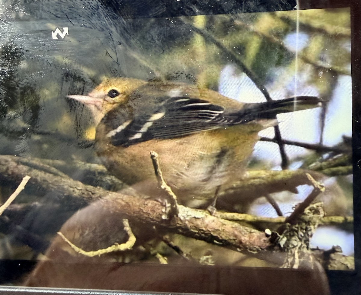 Bay-breasted Warbler - ML642837019