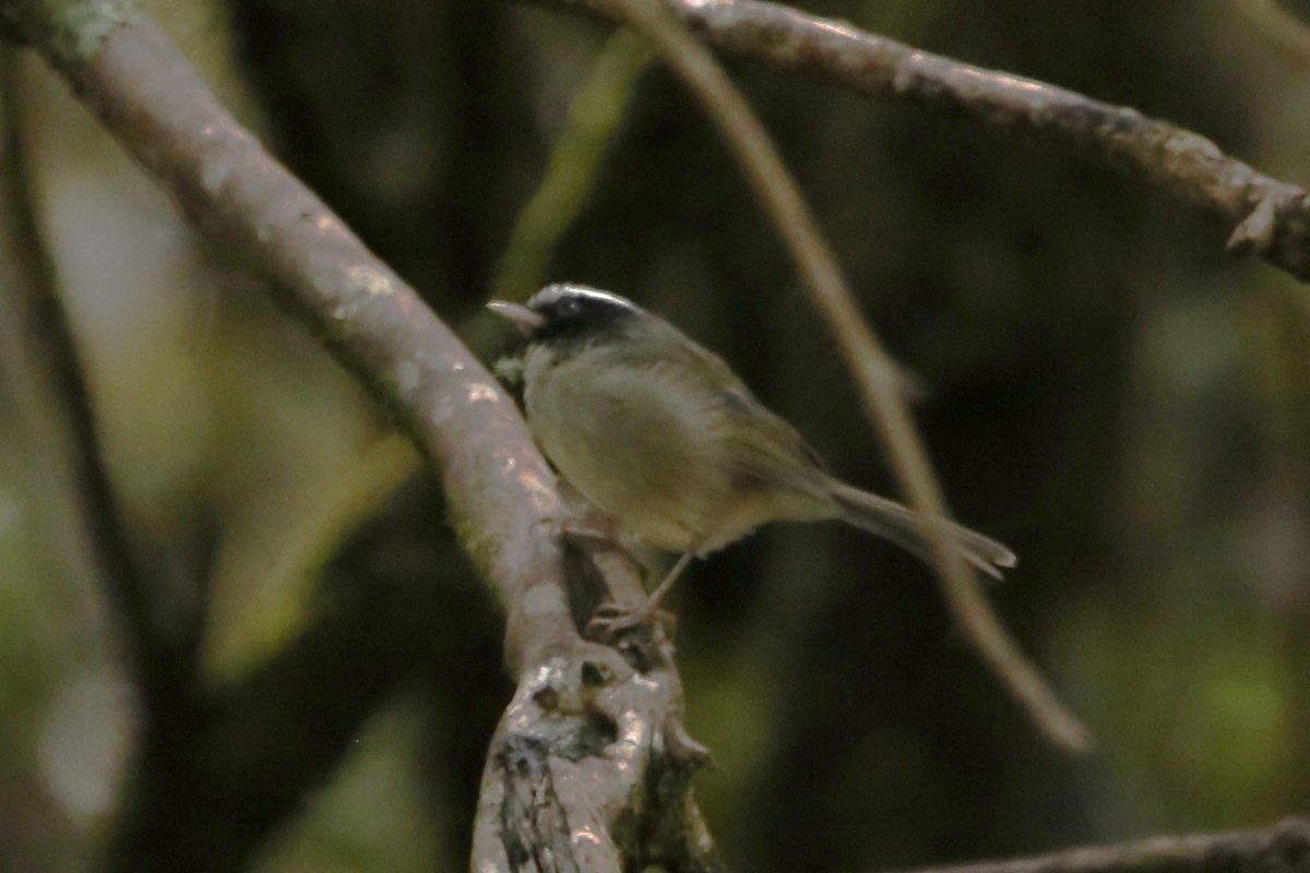 Black-cheeked Warbler - ML642837037