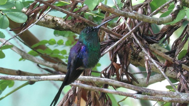 Long-tailed Woodnymph - ML642837039