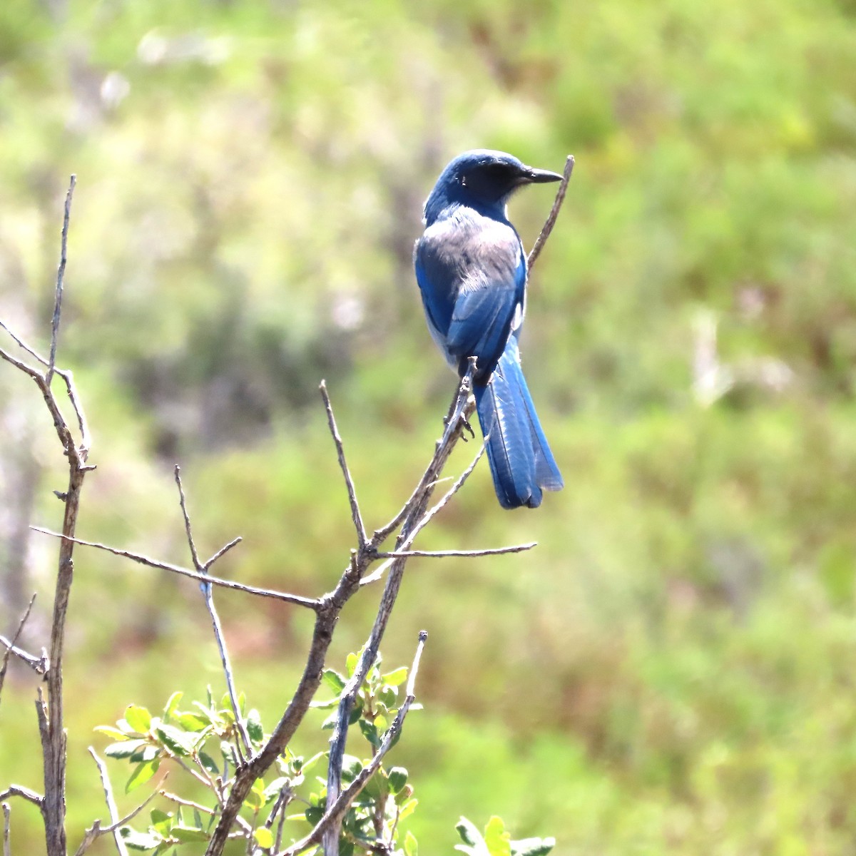 Woodhouse's Scrub-Jay - ML642837056
