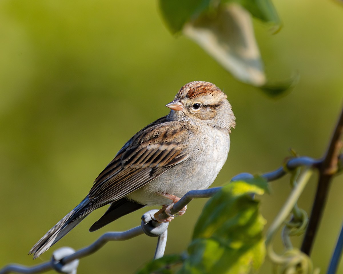 Chipping Sparrow - ML642837060