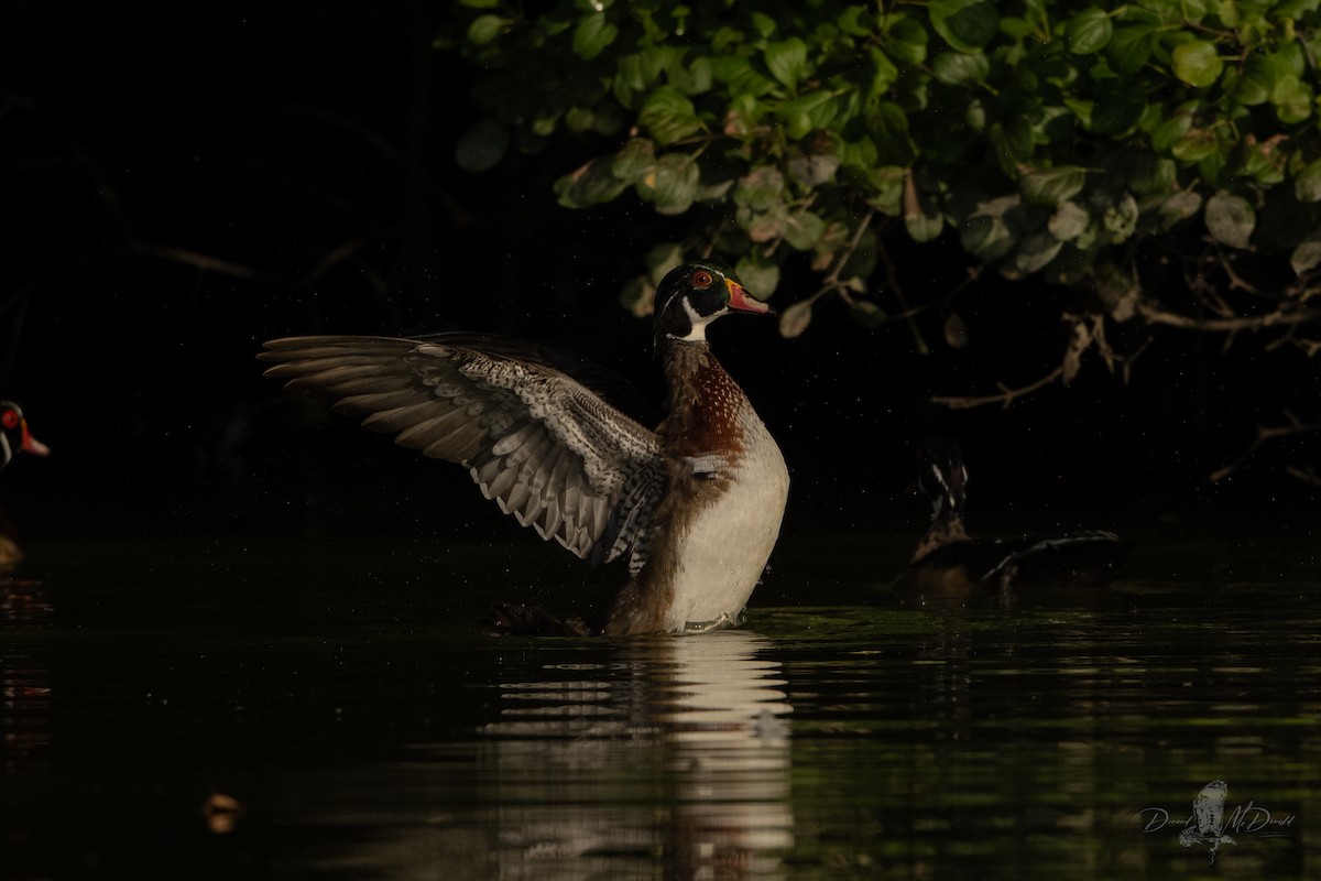 Wood Duck - ML642837073