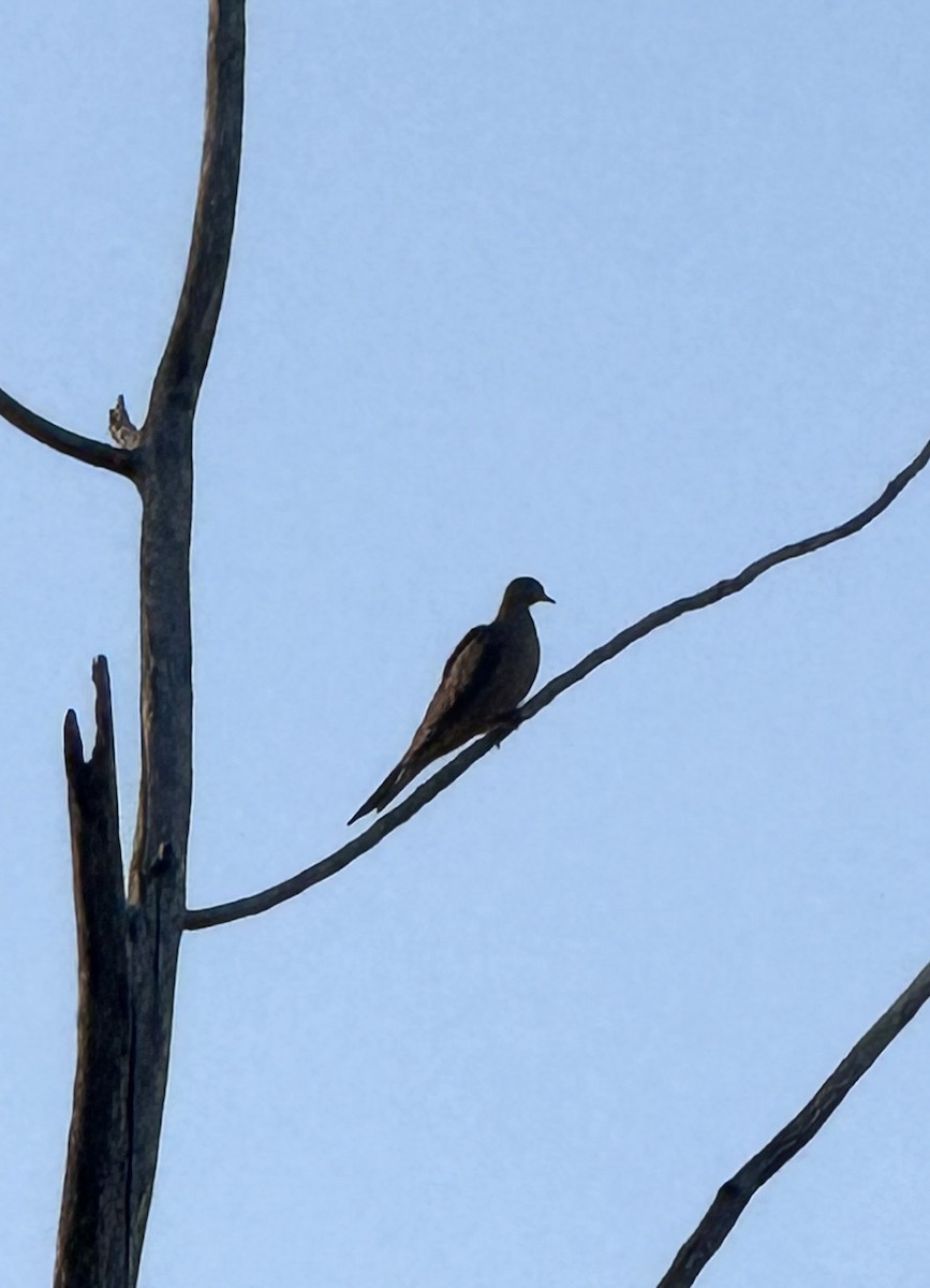 Mourning Dove - ML642837075