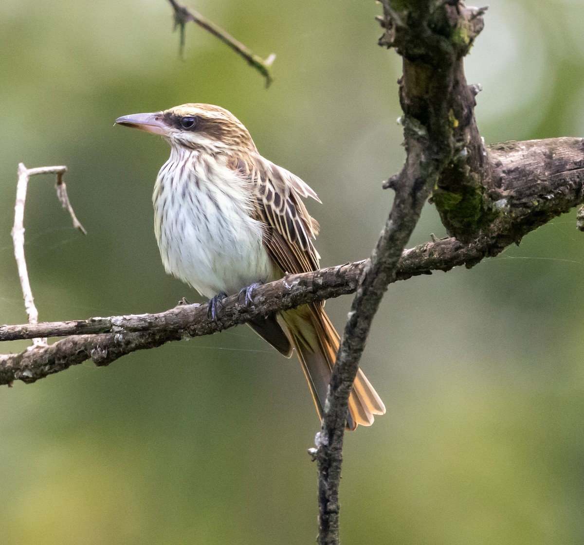 Süd-Fleckenmaskentyrann - ML642837076