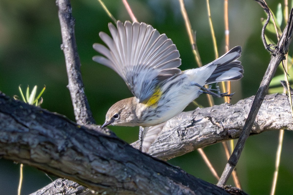Yellow-rumped Warbler - ML642837104