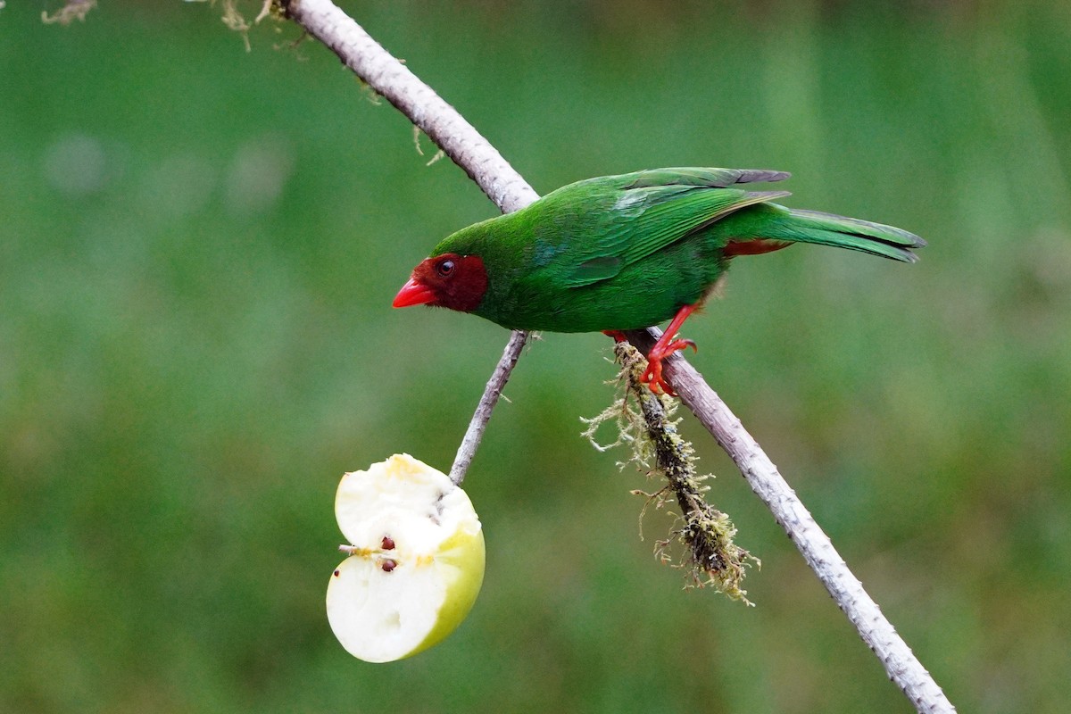 Grass-green Tanager - ML642837106