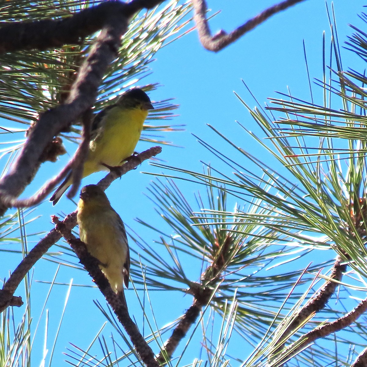 Lesser Goldfinch - ML642837110