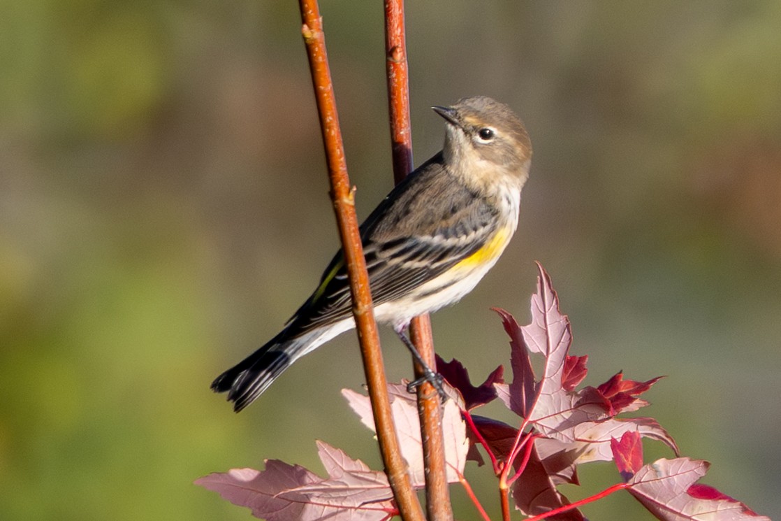 Yellow-rumped Warbler - ML642837114