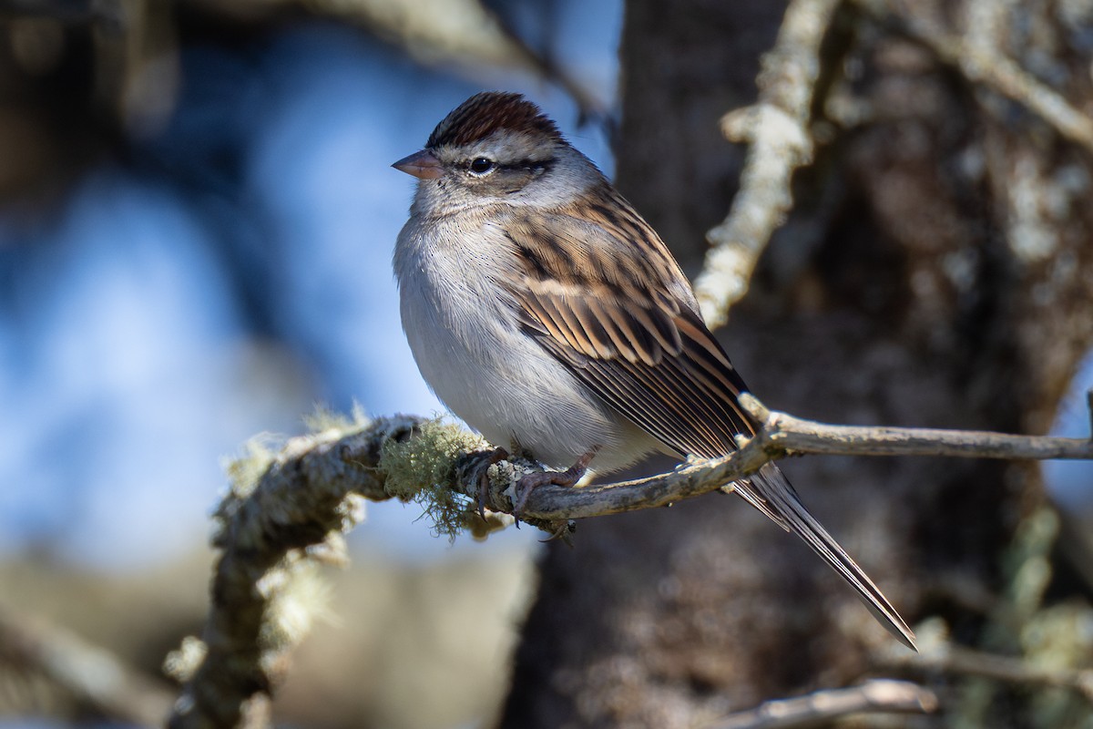Chipping Sparrow - ML642837115