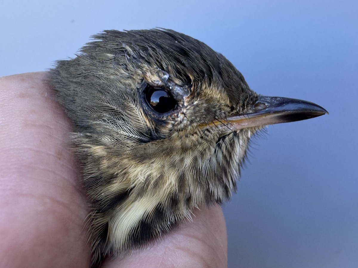 Swainson's Thrush (Olive-backed) - ML642837118