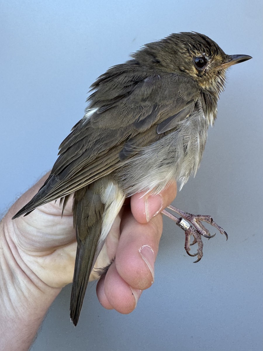 Swainson's Thrush (Olive-backed) - ML642837120
