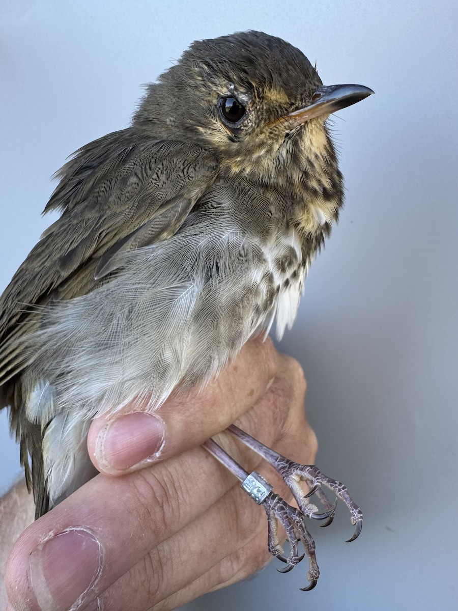 Swainson's Thrush (Olive-backed) - ML642837121