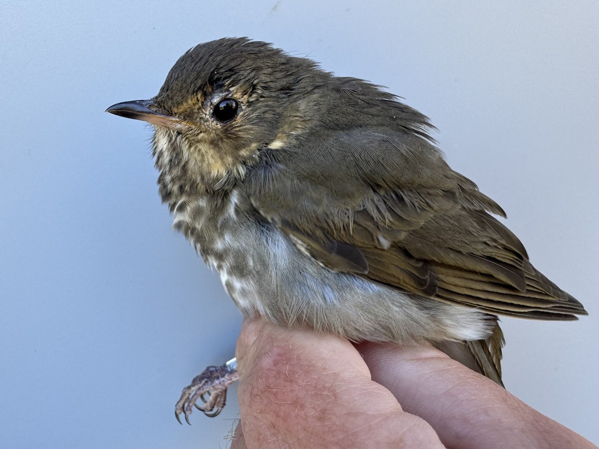 Swainson's Thrush (Olive-backed) - ML642837122