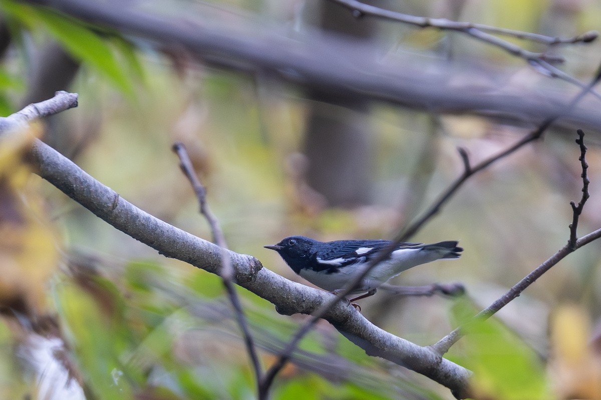 Paruline bleue - ML642837123