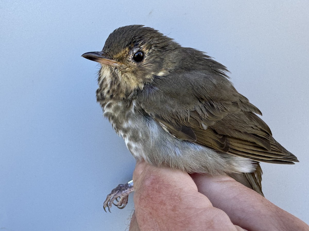Swainson's Thrush (Olive-backed) - ML642837124