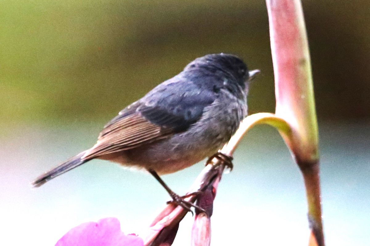 Slaty Flowerpiercer - ML642837134