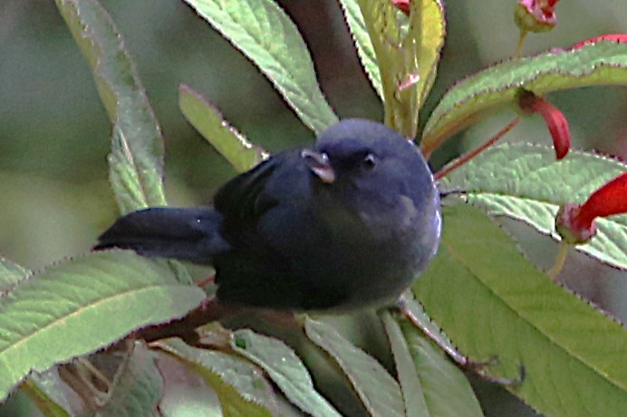 Slaty Flowerpiercer - ML642837135
