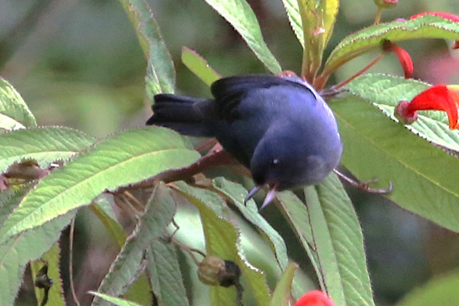 Slaty Flowerpiercer - ML642837136