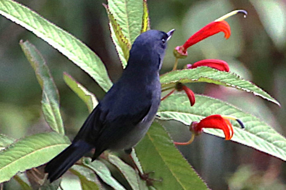 Slaty Flowerpiercer - ML642837137