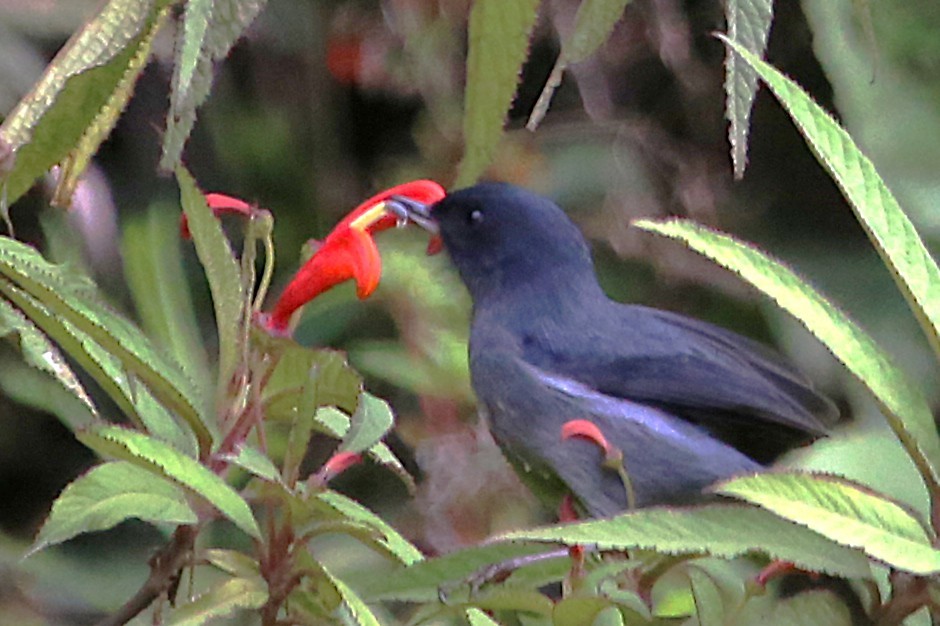 Slaty Flowerpiercer - ML642837138