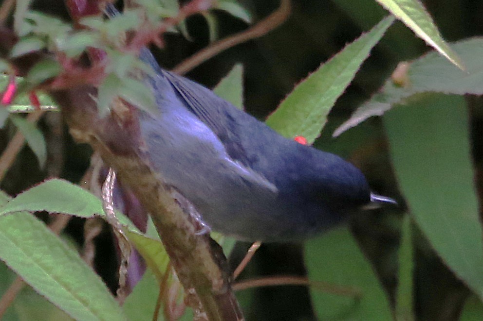 Slaty Flowerpiercer - ML642837139