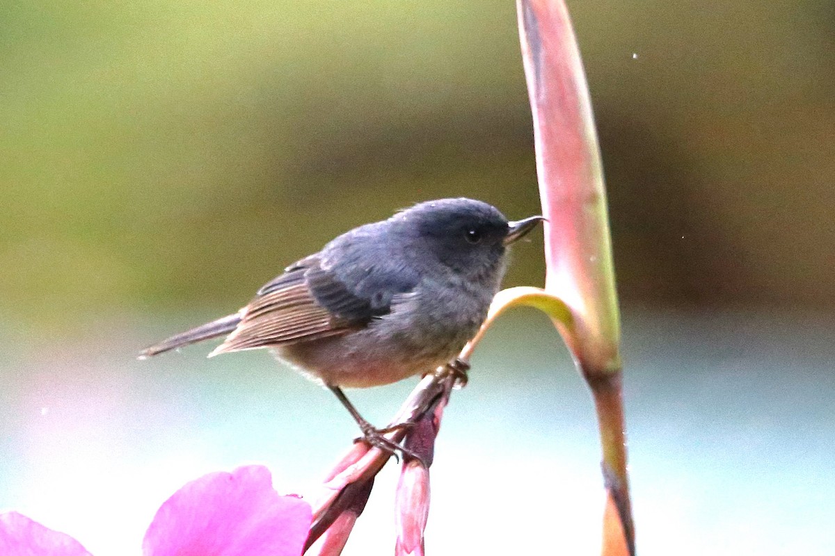 Slaty Flowerpiercer - ML642837140