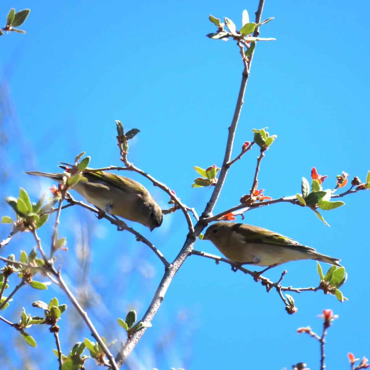 Lawrence's Goldfinch - ML642837143