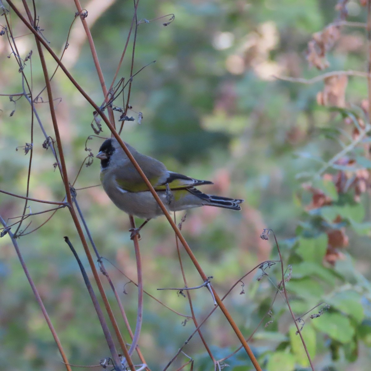 Lawrence's Goldfinch - ML642837144
