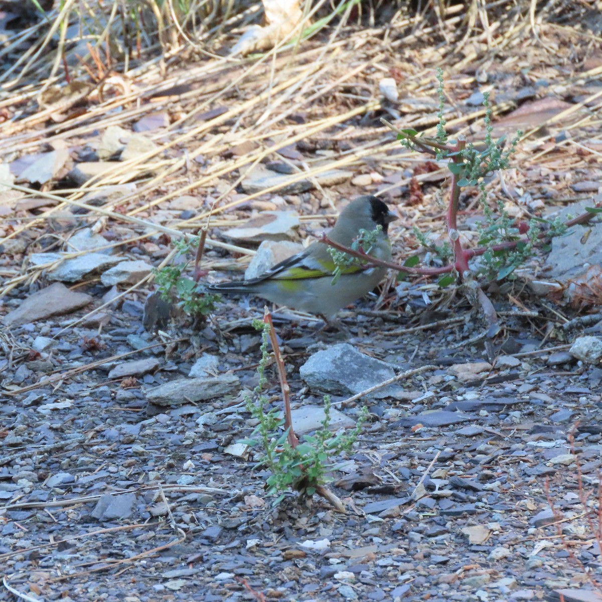 Lawrence's Goldfinch - ML642837145