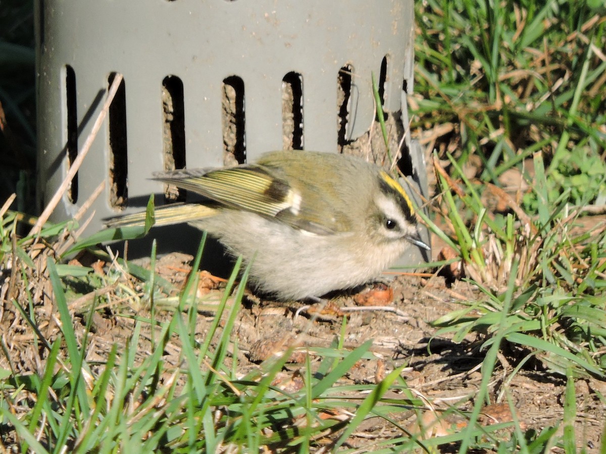 Golden-crowned Kinglet - ML642837147