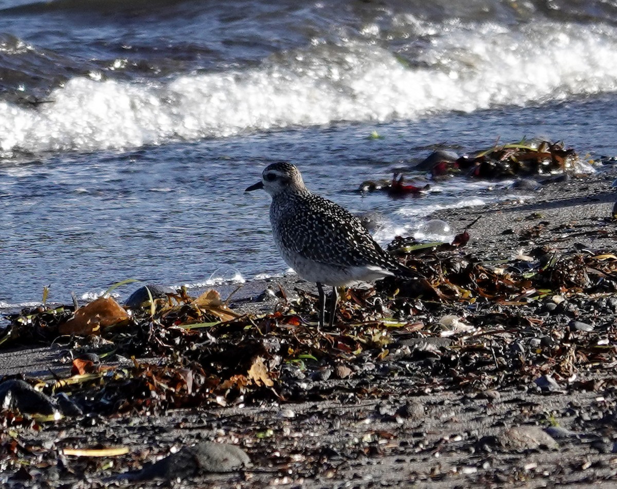 American Golden-Plover - ML642837148