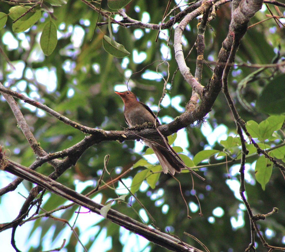 Rufous-brown Solitaire - ML642837155