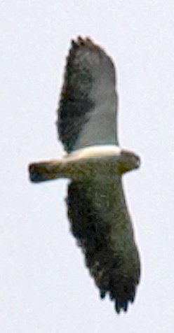 Канюк короткохвостий - ML642837157
