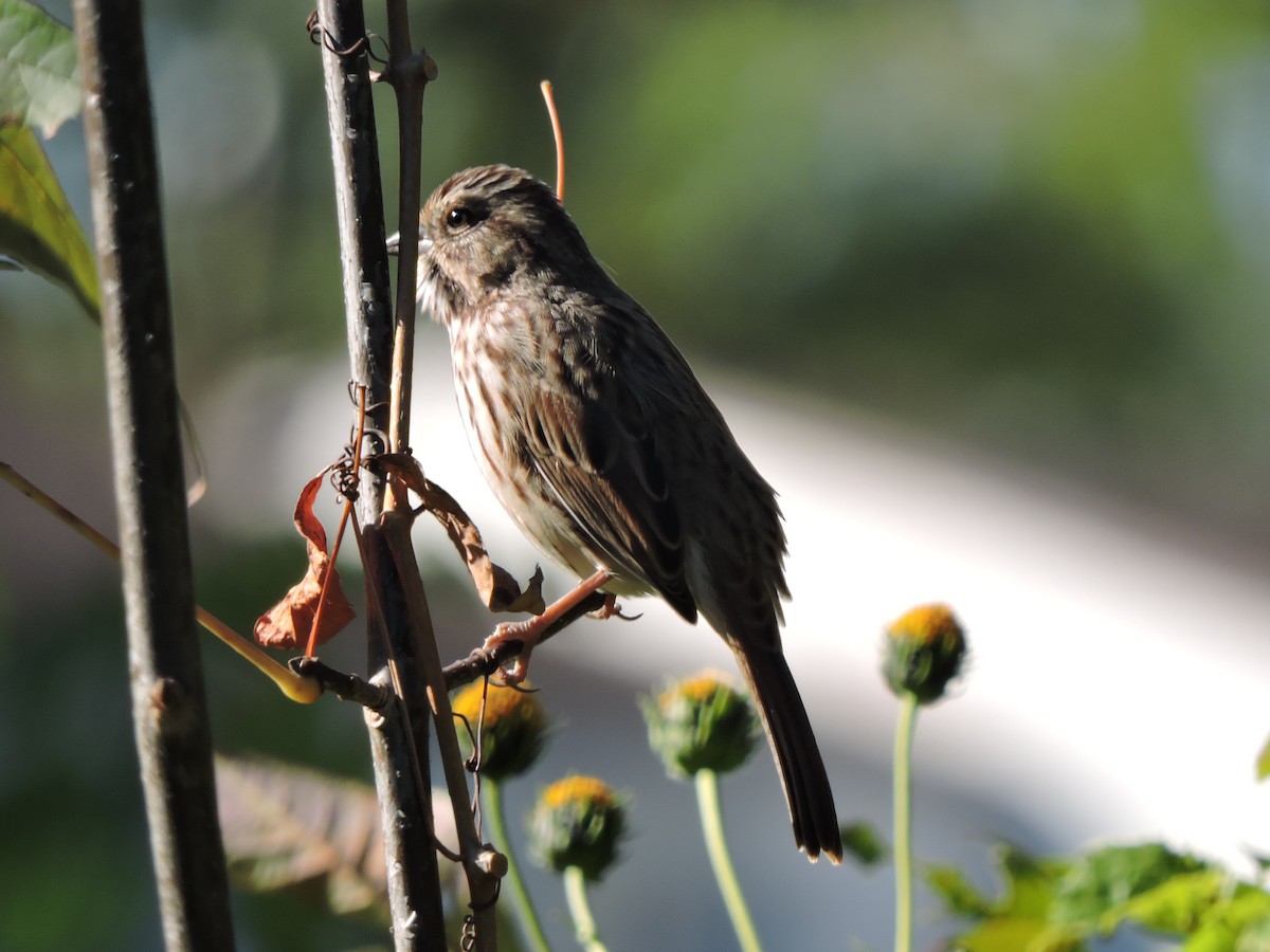 Song Sparrow - ML642837166