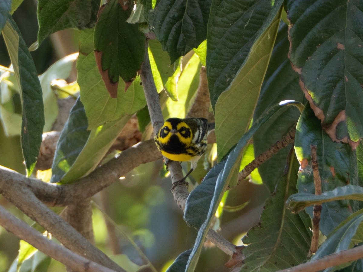 Townsend's Warbler - ML642837174