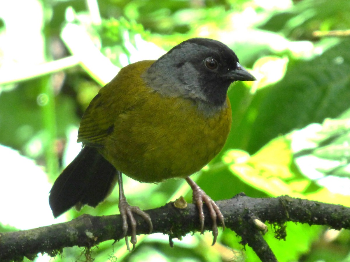 Large-footed Finch - ML642837176