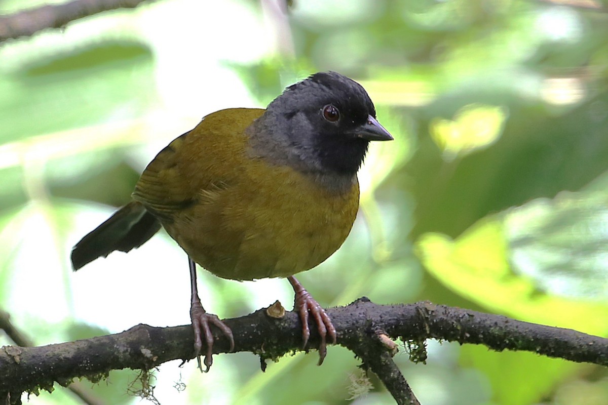 Large-footed Finch - ML642837177