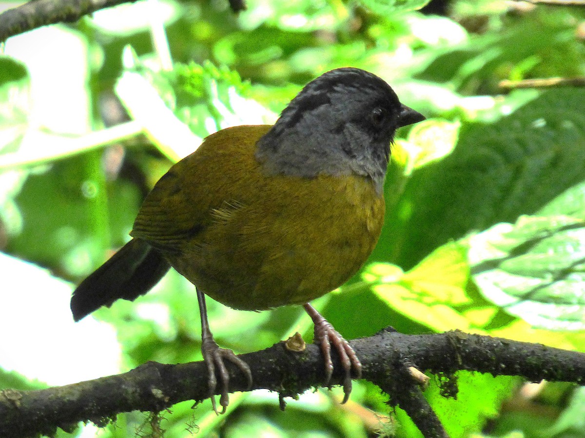 Large-footed Finch - ML642837178