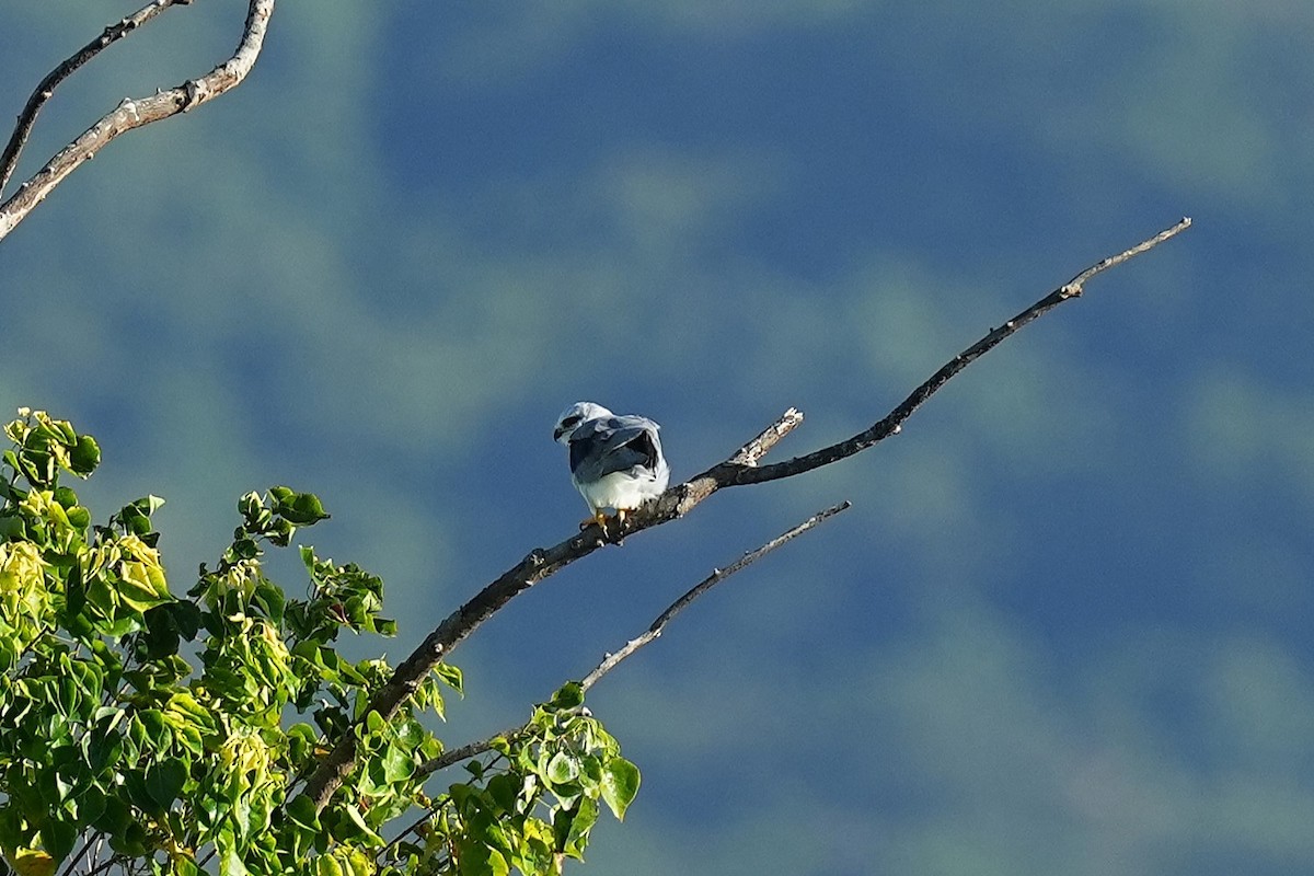 Black-winged Kite - ML642837188