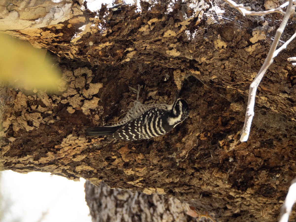 Nuttall's Woodpecker - ML642837191