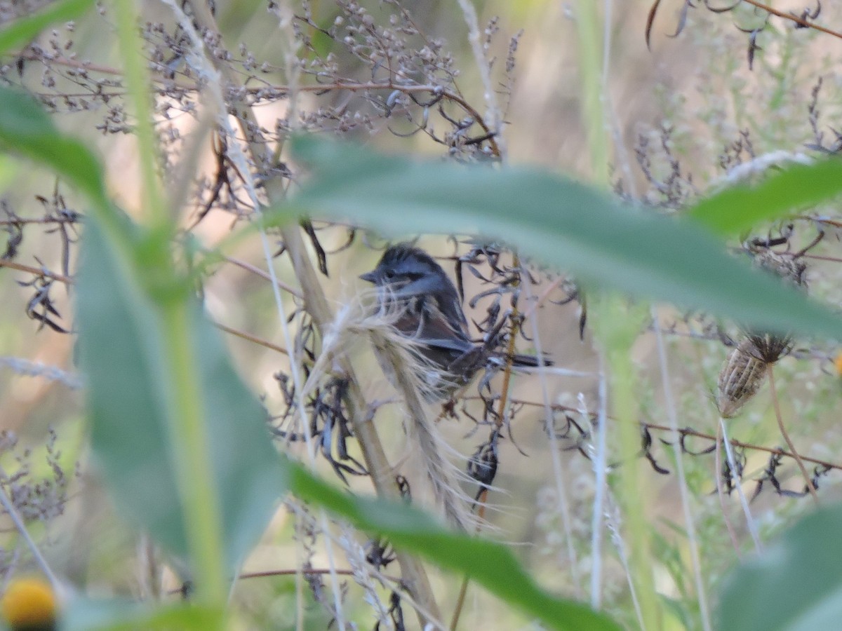 Swamp Sparrow - ML642837192