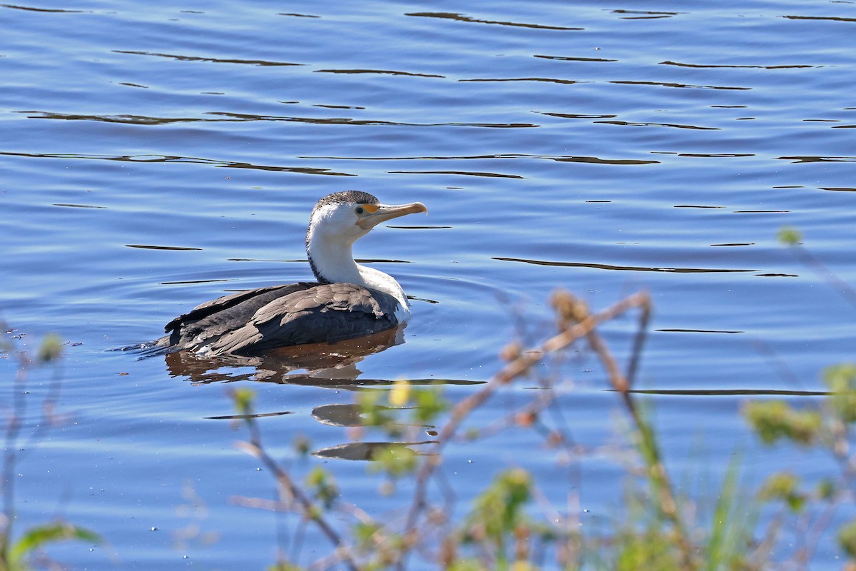 Pied Cormorant - ML642837196