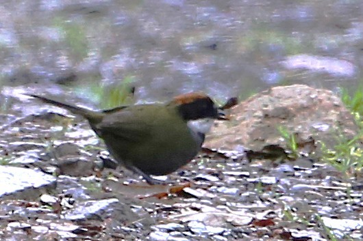 Chestnut-capped Brushfinch - ML642837200