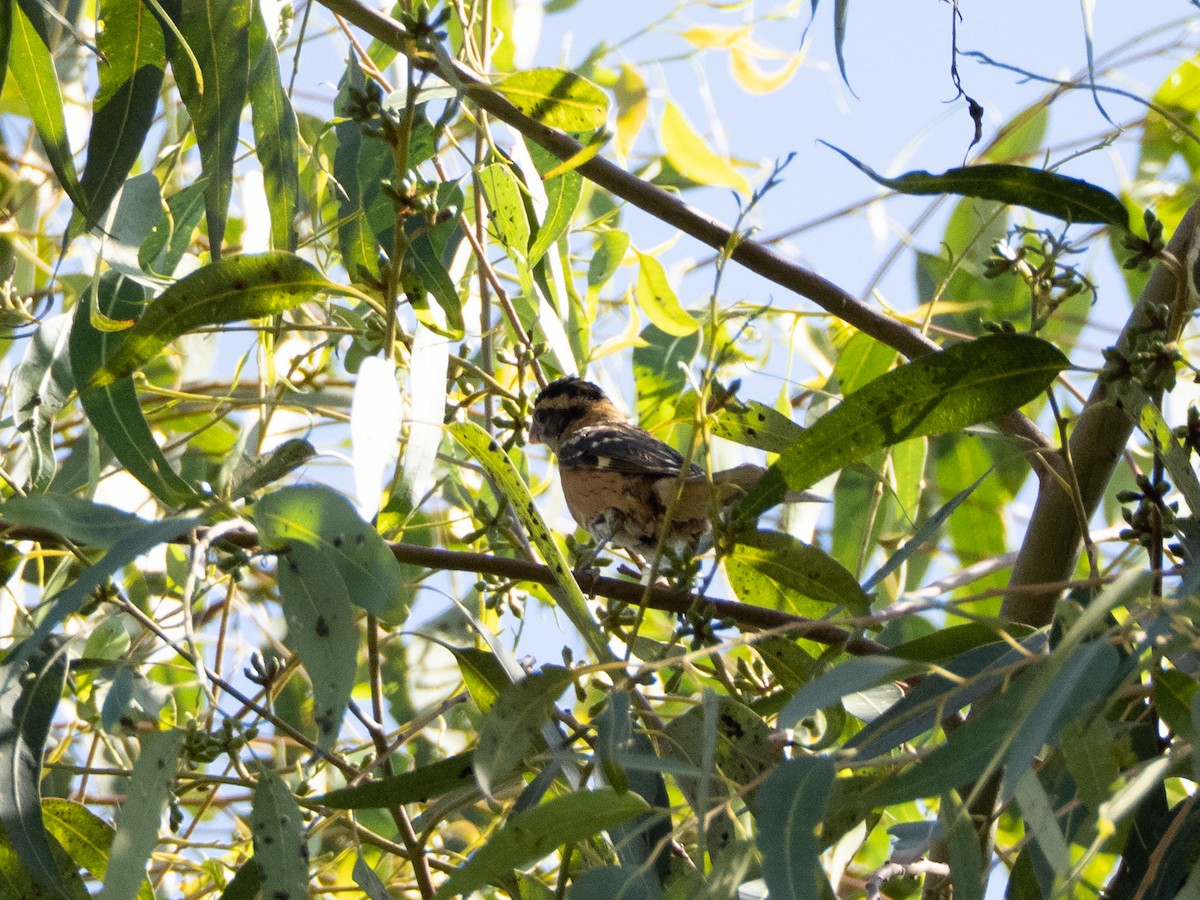 Black-headed Grosbeak - ML642837202