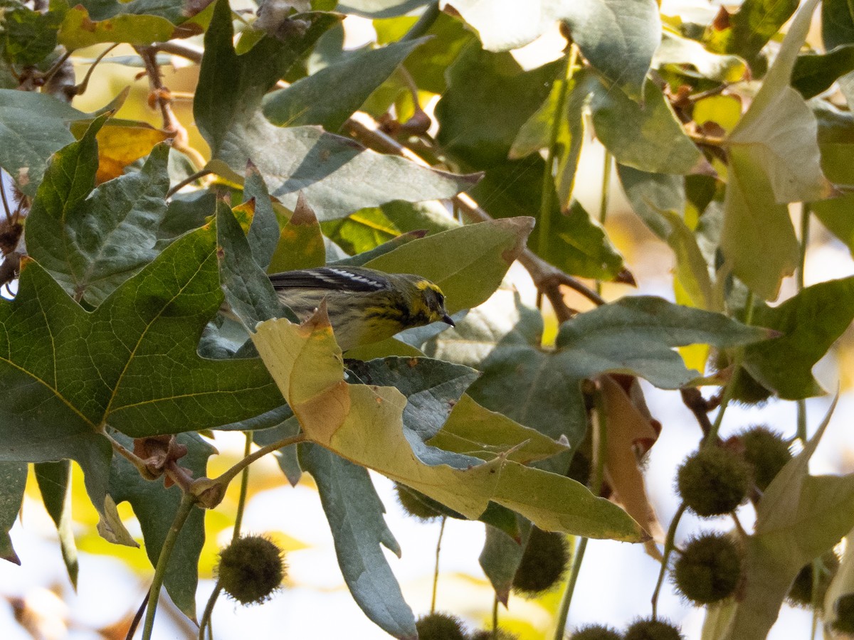 Townsend's Warbler - ML642837205