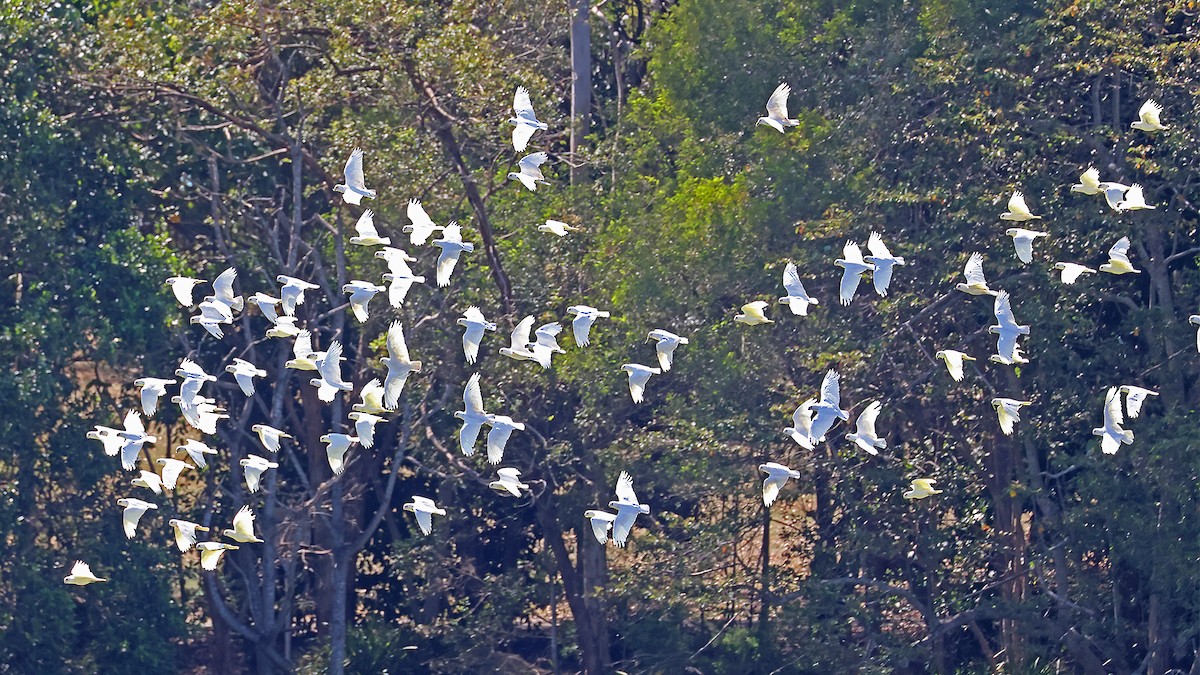 Little Corella - ML642837222