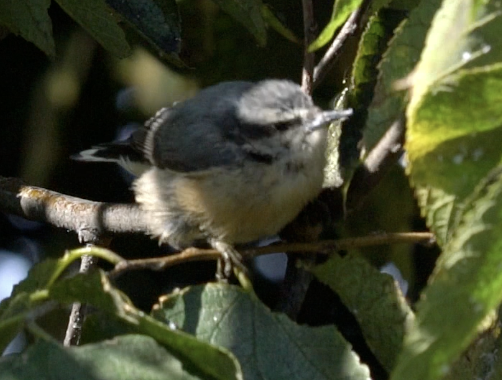 סיטה קנדית - ML642837225