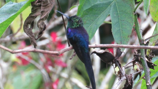 Long-tailed Woodnymph - ML642837229